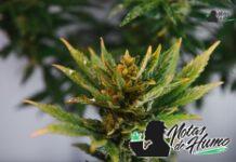 Candy Apple strain