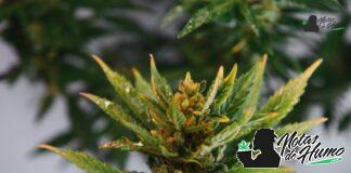 Candy Apple strain marihuana: Opiniones y Efectos Candy Apple strain
