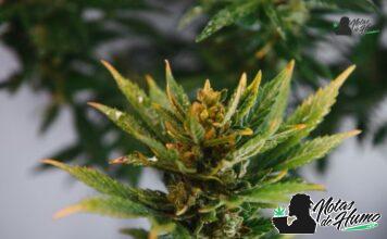 Candy Apple strain marihuana: Opiniones y Efectos Candy Apple strain