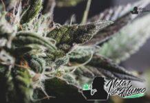 Candy Fumez strain marihuana: Opiniones y Efectos Candy Fumez strain