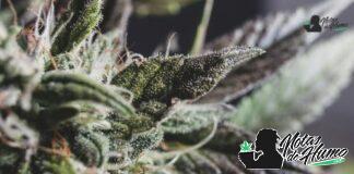 Candy Fumez strain marihuana: Opiniones y Efectos Candy Fumez strain