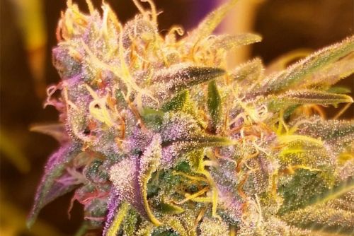 Candy Runtz strain