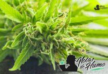 Candy Runtz strain