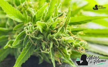 Candy Runtz strain marihuana: Opiniones y Efectos Candy Runtz strain