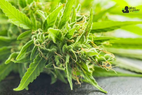 Candy Runtz strain marihuana: Opiniones y Efectos REALES
