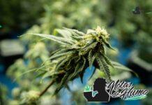 Cat Piss strain marihuana: Opiniones y Efectos Cat Piss strain