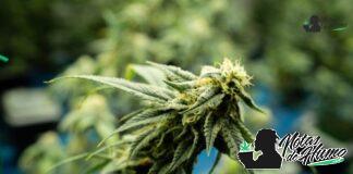 Cat Piss strain marihuana: Opiniones y Efectos Cat Piss strain