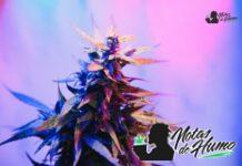 Chem 91 strain marihuana: Opiniones y Efectos Chem 91 strain