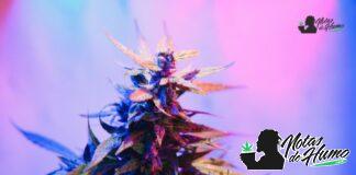 Chem 91 strain marihuana: Opiniones y Efectos Chem 91 strain