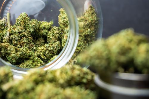 Cherry Diesel strain