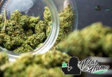 Cherry Diesel strain