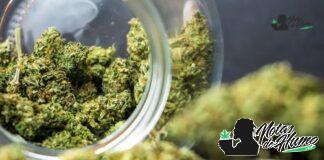 Cherry Diesel strain