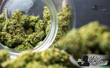 Cherry Diesel strain