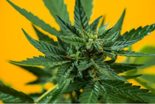Cherry Runtz strain