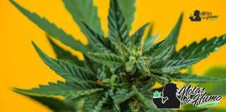 Cherry Runtz strain marihuana: Opiniones y Efectos