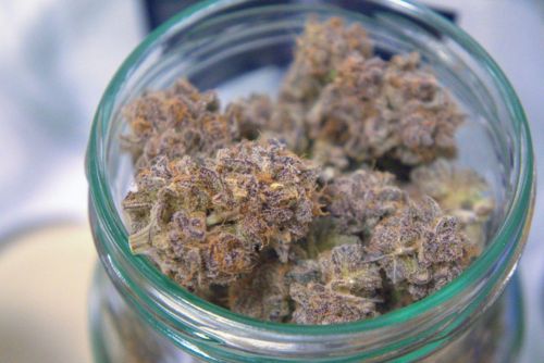 Chiesel strain