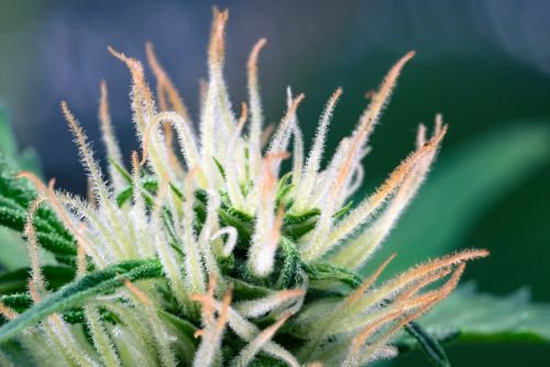 Chiesel strain