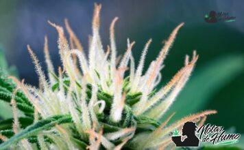 Chiesel strain marihuana: Opiniones y Efectos Chiesel strain