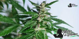 Cinderella 99 strain: Opiniones y Efectos