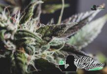 Creamsicle strain marihuana: Opiniones y Efectos