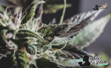 Creamsicle strain marihuana: Opiniones y Efectos
