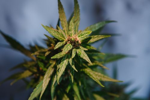 Crescendo RBx1 strain