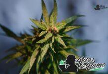 Crescendo RBx1 strain marihuana: Opiniones y Efectos Crescendo RBx1 strain