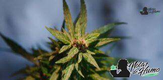 Crescendo RBx1 strain