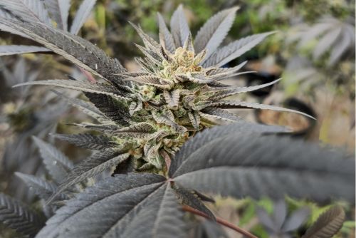 Crescendo RBx1 strain