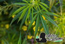 Donkey Butter strain