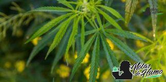 Donkey Butter strain