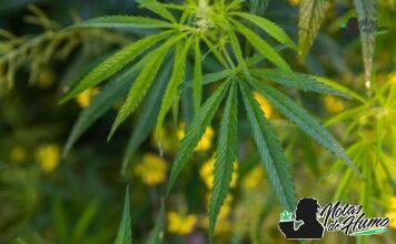 Donkey Butter strain