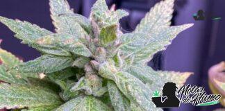 Dutch Treat strain marihuana: Opiniones y Efectos Dutch Treat strain