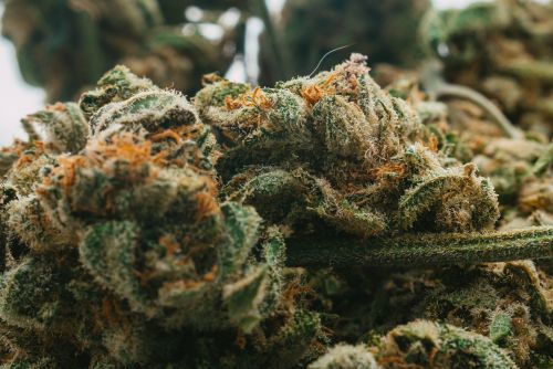 First Class Funk strain