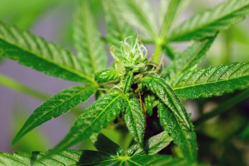 First Class Funk strain