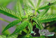 First Class Funk strain