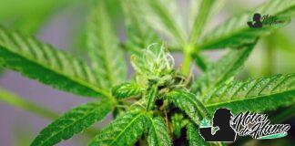 First Class Funk strain