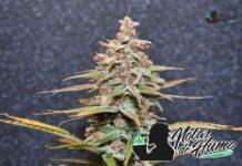 Fruit Punch strain