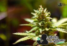 G13 strain