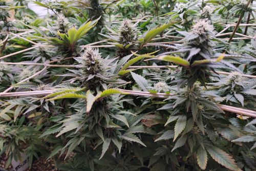 Godfather OG strain