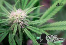 Godfather OG strain marihuana: Opiniones y Efectos Godfather OG strain