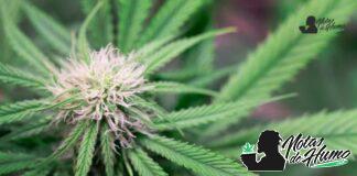 Godfather OG strain marihuana: Opiniones y Efectos Godfather OG strain