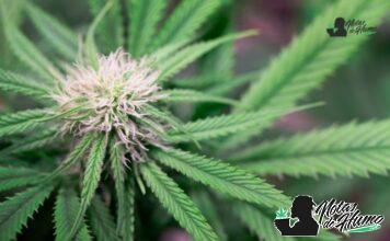 Godfather OG strain marihuana: Opiniones y Efectos Godfather OG strain