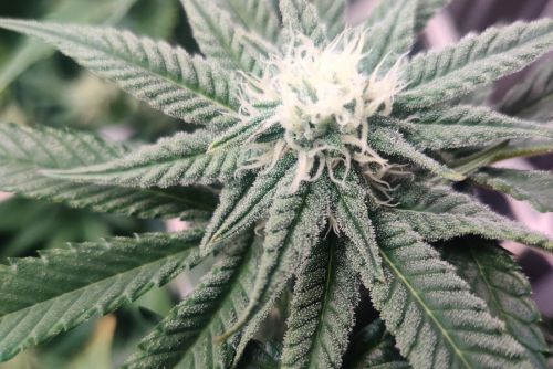 God's Gift strain