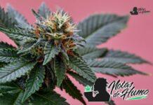 God’s Gift strain marihuana: Opiniones y Efectos