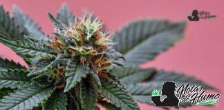 God’s Gift strain marihuana: Opiniones y Efectos
