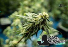 Grape Cream Cake strain marihuana: Opiniones y Efectos Bloom Seed Co