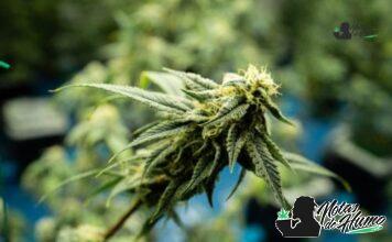Grape Cream Cake strain marihuana: Opiniones y Efectos Bloom Seed Co