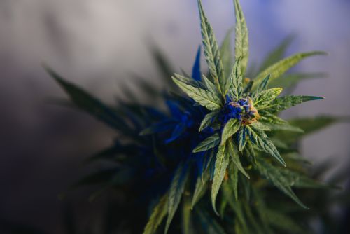 Grape Stomper strain