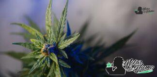 Grape Stomper strain marihuana: Opiniones y Efectos Grape Stomper strain